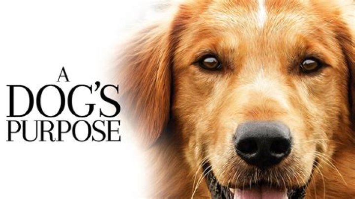 FILM REVIEW: A Dog's Purpose