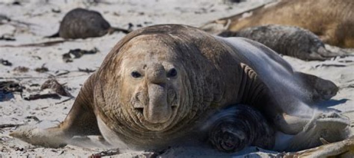 Seal Taille Poids  